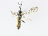 (cryptJanzen01 Malaise1859 - CBG-A07039-F10)  @11 [ ] CreativeCommons - Attribution Share - Alike (2023) CBG Photography Group Centre for Biodiversity Genomics