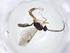  (cryptJanzen01 Malaise0627 - CBG-A11398-A05)  @11 [ ] CreativeCommons - Attribution Share - Alike (2023) Centre for Biodiversity Genomics Centre for Biodiversity Genomics