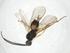  (Dolichogenidea malaise9531 - CBG-A11723-H08)  @11 [ ] CreativeCommons - Attribution Share - Alike (2023) Centre for Biodiversity Genomics Centre for Biodiversity Genomics