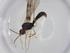  (Heterospilus Malaise5230 - CBG-A11750-D03)  @11 [ ] CreativeCommons - Attribution Share - Alike (2023) Centre for Biodiversity Genomics Centre for Biodiversity Genomics