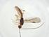  (Heterospilus Malaise5211 - CBG-A11980-B01)  @11 [ ] CreativeCommons - Attribution Share - Alike (2023) Centre for Biodiversity Genomics Centre for Biodiversity Genomics
