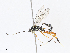  (cryptJanzen01 Malaise7986 - CBG-A13200-A11)  @11 [ ] CreativeCommons - Attribution Share - Alike (2023) CBG Photography Group Centre for Biodiversity Genomics