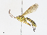  ( - CBG-A13203-D04)  @11 [ ] CreativeCommons - Attribution Share - Alike (2023) CBG Photography Group Centre for Biodiversity Genomics