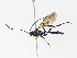  ( - CBG-A13204-A12)  @11 [ ] CreativeCommons - Attribution Share - Alike (2023) CBG Photography Group Centre for Biodiversity Genomics