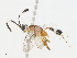  ( - CBG-A13204-G07)  @11 [ ] CreativeCommons - Attribution Share - Alike (2023) CBG Photography Group Centre for Biodiversity Genomics