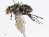  (Malaisetach42 - CBG-A13205-C01)  @11 [ ] CreativeCommons - Attribution Share - Alike (2023) CBG Photography Group Centre for Biodiversity Genomics