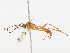  (cryptJanzen01 Janzen67 - CBG-A13208-F07)  @11 [ ] CreativeCommons - Attribution Share - Alike (2023) CBG Photography Group Centre for Biodiversity Genomics