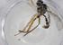  (cryptJanzen01 Malaise6573 - CBG-A14258-E03)  @11 [ ] CreativeCommons - Attribution Share - Alike (2023) Centre for Biodiversity Genomics Centre for Biodiversity Genomics