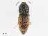  ( - CBG-A10807-B03)  @11 [ ] CreativeCommons - Attribution Share - Alike (2023) CBG Photography Group Centre for Biodiversity Genomics