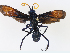  ( - CBG-A10807-B06)  @11 [ ] CreativeCommons - Attribution Share - Alike (2023) CBG Photography Group Centre for Biodiversity Genomics