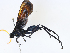  ( - CBG-A10808-G10)  @11 [ ] CreativeCommons - Attribution Share - Alike (2023) CBG Photography Group Centre for Biodiversity Genomics