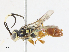  ( - CBG-A10809-D03)  @11 [ ] CreativeCommons - Attribution Share - Alike (2023) CBG Photography Group Centre for Biodiversity Genomics