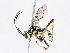  ( - CBG-A10810-G06)  @11 [ ] CreativeCommons - Attribution Share - Alike (2023) CBG Photography Group Centre for Biodiversity Genomics