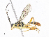  ( - CBG-A10810-H01)  @11 [ ] CreativeCommons - Attribution Share - Alike (2023) CBG Photography Group Centre for Biodiversity Genomics