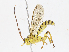  ( - CBG-A10812-C06)  @11 [ ] CreativeCommons - Attribution Share - Alike (2023) CBG Photography Group Centre for Biodiversity Genomics