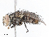  (Malaisetach42 Malaise5436 - CBG-A05383-H01)  @11 [ ] CreativeCommons - Attribution (2023) CBG Photography Group Centre for Biodiversity Genomics