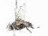  ( - CBG-A06256-C09)  @11 [ ] CreativeCommons - Attribution (2023) CBG Photography Group Centre for Biodiversity Genomics