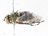  (Anisia Malaise4308 - CBG-A06256-E10)  @11 [ ] CreativeCommons - Attribution (2023) CBG Photography Group Centre for Biodiversity Genomics