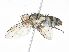  ( - CBG-A06256-G08)  @11 [ ] CreativeCommons - Attribution (2023) CBG Photography Group Centre for Biodiversity Genomics