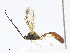  (Dusona INB-233 - CBG-A06270-A07)  @11 [ ] CreativeCommons - Attribution (2023) CBG Photography Group Centre for Biodiversity Genomics