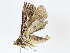  ( - CBG-A06270-C07)  @11 [ ] CreativeCommons - Attribution (2023) CBG Photography Group Centre for Biodiversity Genomics