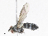 ( - CBG-A06270-G05)  @11 [ ] CreativeCommons - Attribution (2023) CBG Photography Group Centre for Biodiversity Genomics