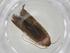  (Hypatopa tapadulcea - CBG-A07211-G08)  @11 [ ] CreativeCommons - Attribution (2023) Centre for Biodiversity Genomics Centre for Biodiversity Genomics
