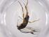  (Promicrogaster Malaise9467 - CBG-A07212-C09)  @11 [ ] CreativeCommons - Attribution (2023) Centre for Biodiversity Genomics Centre for Biodiversity Genomics