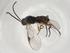  (Promicrogaster naomiduarteae - CBG-A07257-H09)  @11 [ ] CreativeCommons - Attribution (2023) Centre for Biodiversity Genomics Centre for Biodiversity Genomics