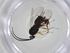 (Dolichogenidea andreamezae - CBG-A17223-E09)  @11 [ ] CreativeCommons - Attribution Share - Alike (2023) Centre for Biodiversity Genomics Centre for Biodiversity Genomics