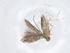  (malaiseGraci01 Malaise1650 - CBG-A17239-D05)  @11 [ ] CreativeCommons - Attribution Share - Alike (2023) Centre for Biodiversity Genomics Centre for Biodiversity Genomics