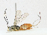  ( - CBG-A17526-F11)  @11 [ ] CreativeCommons - Attribution Share - Alike (2023) CBG Photography Group Centre for Biodiversity Genomics