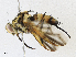  ( - CBG-A17528-A11)  @11 [ ] CreativeCommons - Attribution Share - Alike (2023) CBG Photography Group Centre for Biodiversity Genomics