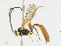  ( - CBG-A17529-A01)  @11 [ ] CreativeCommons - Attribution Share - Alike (2023) CBG Photography Group Centre for Biodiversity Genomics