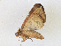  ( - CBG-A17529-D07)  @11 [ ] CreativeCommons - Attribution Share - Alike (2023) CBG Photography Group Centre for Biodiversity Genomics