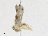  ( - CBG-A17529-E03)  @11 [ ] CreativeCommons - Attribution Share - Alike (2023) CBG Photography Group Centre for Biodiversity Genomics