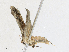 ( - CBG-A17530-B01)  @11 [ ] CreativeCommons - Attribution Share - Alike (2023) CBG Photography Group Centre for Biodiversity Genomics