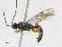  (Triclistus Janzen04 - CBG-A17533-E04)  @11 [ ] CreativeCommons - Attribution Share - Alike (2023) CBG Photography Group Centre for Biodiversity Genomics