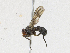  ( - CBG-A17533-F06)  @11 [ ] CreativeCommons - Attribution Share - Alike (2023) CBG Photography Group Centre for Biodiversity Genomics