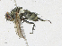  ( - CBG-A17533-F08)  @11 [ ] CreativeCommons - Attribution Share - Alike (2023) CBG Photography Group Centre for Biodiversity Genomics