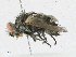  ( - CBG-A17534-C08)  @11 [ ] CreativeCommons - Attribution Share - Alike (2023) CBG Photography Group Centre for Biodiversity Genomics