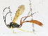  ( - CBG-A17534-G06)  @11 [ ] CreativeCommons - Attribution Share - Alike (2023) CBG Photography Group Centre for Biodiversity Genomics