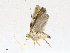  ( - CBG-A17535-G09)  @11 [ ] CreativeCommons - Attribution Share - Alike (2023) CBG Photography Group Centre for Biodiversity Genomics