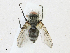  ( - CBG-A17536-C09)  @11 [ ] CreativeCommons - Attribution Share - Alike (2023) CBG Photography Group Centre for Biodiversity Genomics