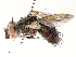  (Copecrypta Janzen8384 - CBG-A54410-H07)  @11 [ ] CreativeCommons - Attribution Share - Alike (2024) CBG Photography Group Centre for Biodiversity Genomics