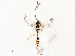  ( - CBG-A54411-B12)  @11 [ ] CreativeCommons - Attribution Share - Alike (2024) CBG Photography Group Centre for Biodiversity Genomics