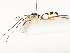  ( - CBG-A54411-C09)  @11 [ ] CreativeCommons - Attribution Share - Alike (2024) CBG Photography Group Centre for Biodiversity Genomics