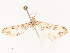  ( - CBG-A54413-D04)  @11 [ ] CreativeCommons - Attribution Share - Alike (2024) CBG Photography Group Centre for Biodiversity Genomics