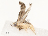  ( - CBG-A54415-F06)  @11 [ ] CreativeCommons - Attribution Share - Alike (2024) CBG Photography Group Centre for Biodiversity Genomics