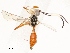  ( - CBG-A54449-F04)  @11 [ ] CreativeCommons - Attribution Share - Alike (2024) CBG Photography Group Centre for Biodiversity Genomics